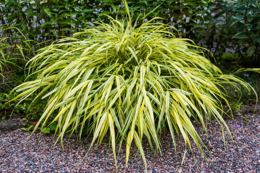 Shade Loving Plants